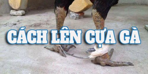 Cách lên cựa gà