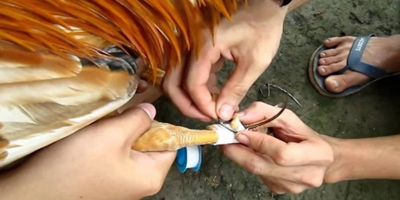 Cách lên cựa gà có công dụng gì?