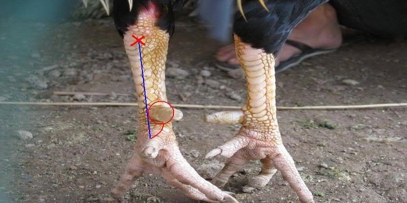 Lên cựa gà nòi đơn giản