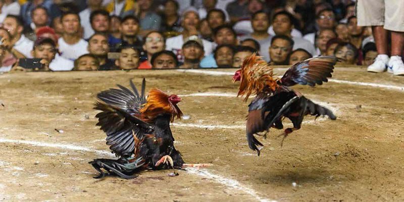 Chọi gà cựa dao và cựa sắt là hai hình thức chơi mạnh mẽ