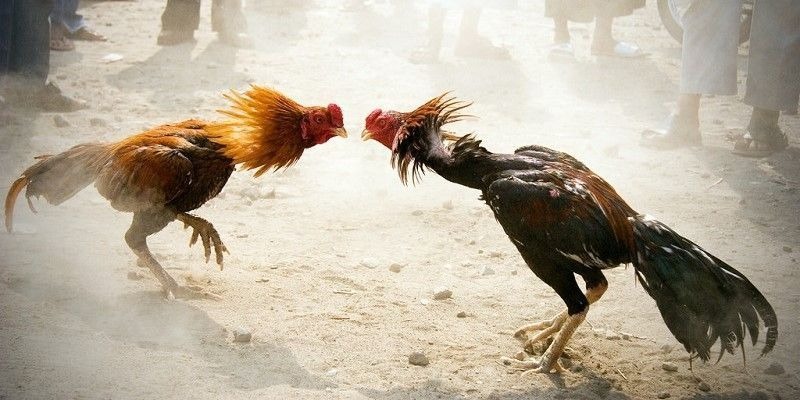 Đá gà Thomo ABC8 được hiểu là gì?