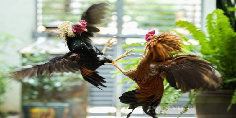 Cách thức phân định thắng bại của một trận đấu