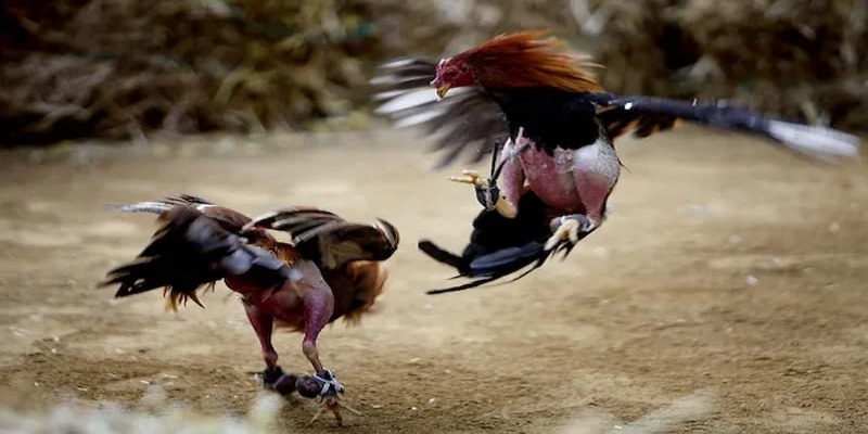 Quy định về chạng gà