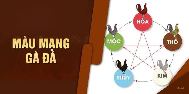 Màu gà mạng ABC8 là gì?