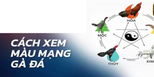 Màu gà mạng