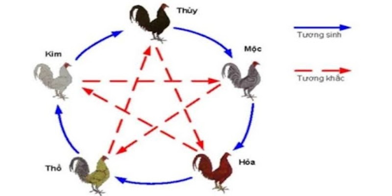 Cách chọn gà mệnh Mộc